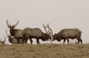 elk-fighting
